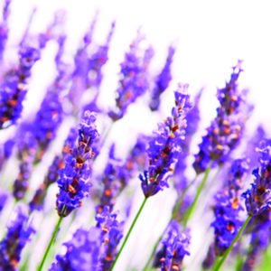 Lavendel olie