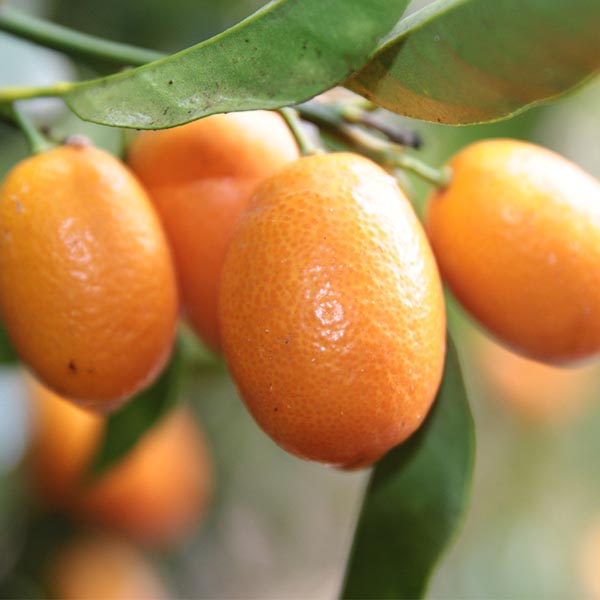 De oranje vruchten van de Kumquat aan een tak waar de natuurzuivere Kumquat olie van wordt gemaakt