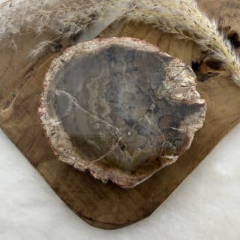 versteend hout schijf van de groene linde