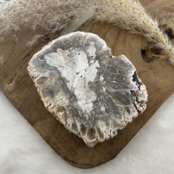 schijf versteend hout van de groene linde