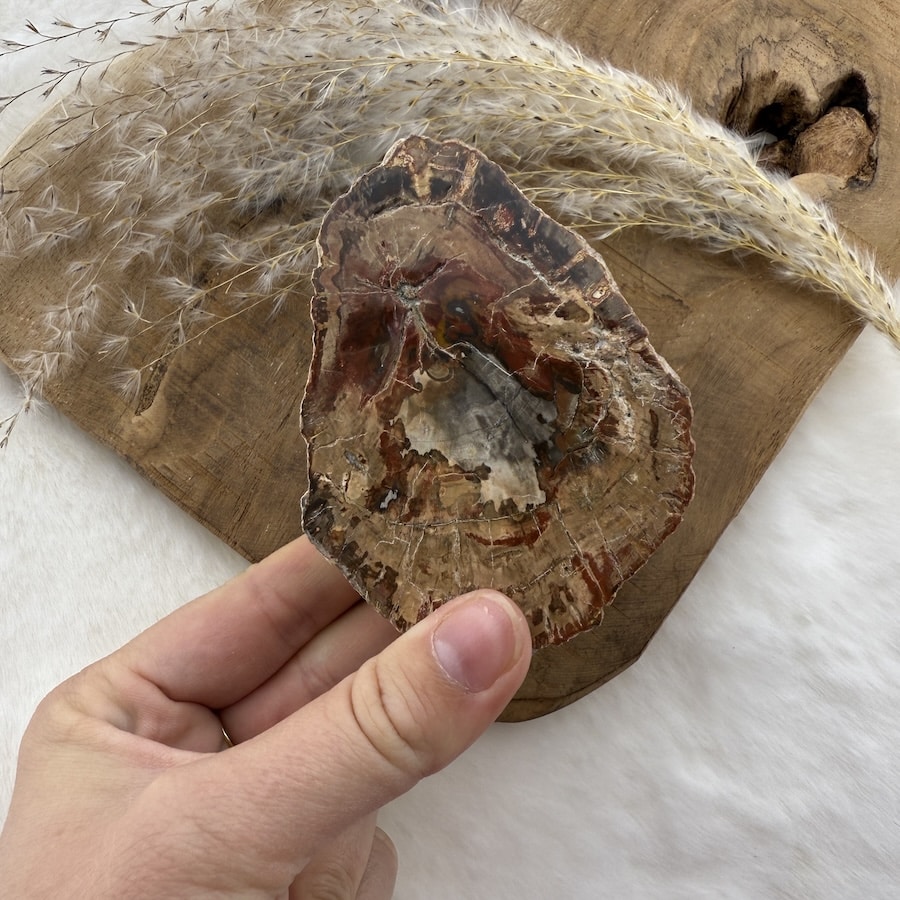 versteend hout schijf 274 gram van de groene linde