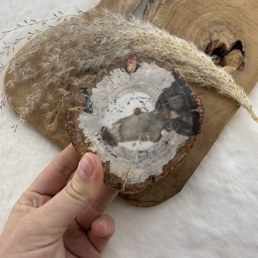 versteend hout schijf van de groene linde