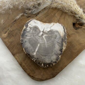 versteend hout schijf van de groene linde