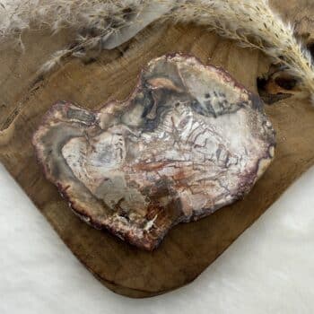 versteend hout schijf van de groene linde