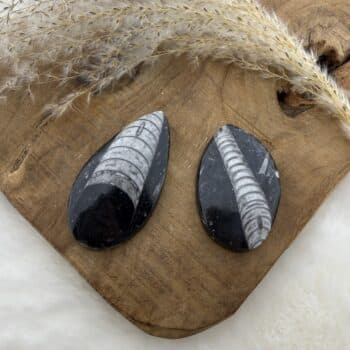 orthoceras van de groene linde