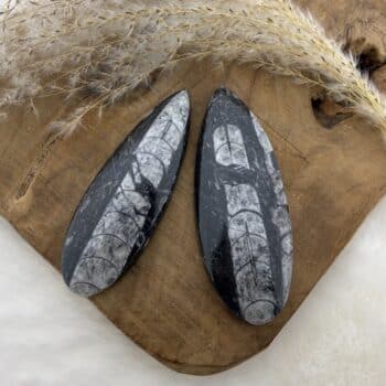 orthoceras 9,5 cm van de groene linde