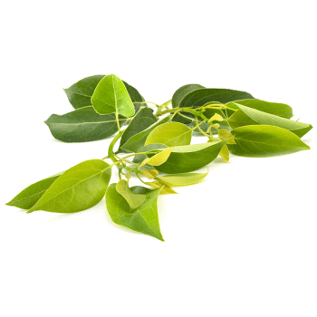ho-blad etherische olie van de groene linde