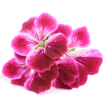 roosgeranium etherische olie van de groene linde