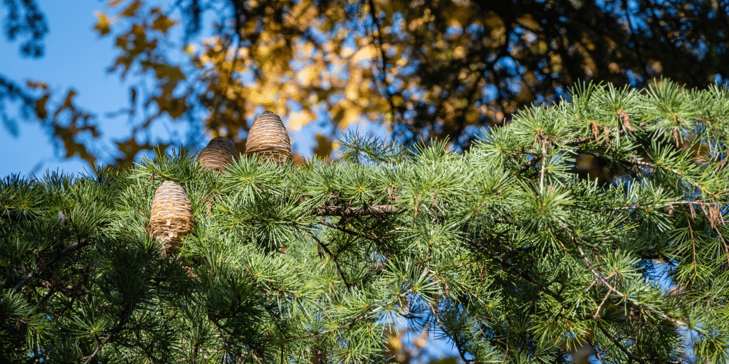 Himalayan cedar blog by De Groene Linde